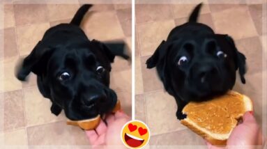 Wanna Feel Happy All Day Long? Then Watch These Adorable Dogs 🐶🥰