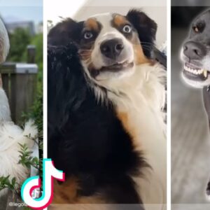 Dogs Doing Funny Things Tik Tok ~ Cutest Puppies TIKTOK Compilation ~ Fluppy ðŸ�¶